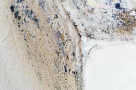 Best Environmental Consulting for Mold Prevention  in Delta, OH